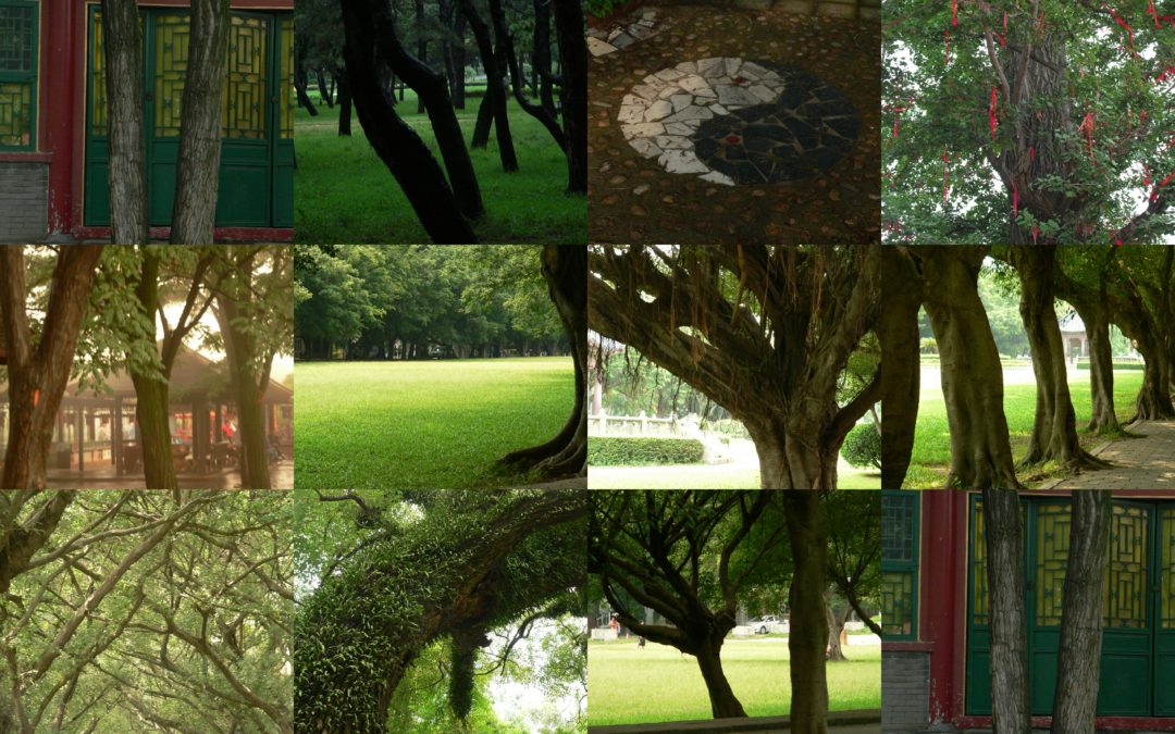 Sur les arbres et la pratique de Zhan Zhuang